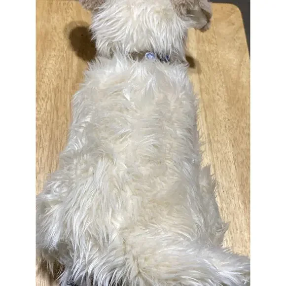 Disney Live Action Cruella Buddy dog Plush Disney Store - Picture 5 of 8